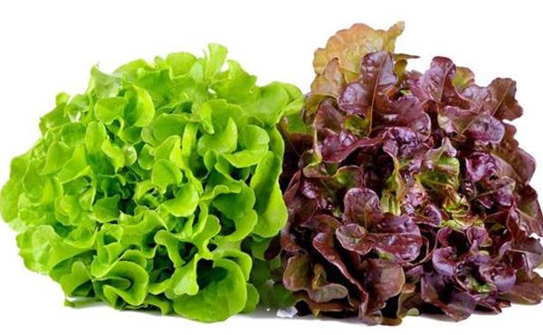 Lechuga Roble
